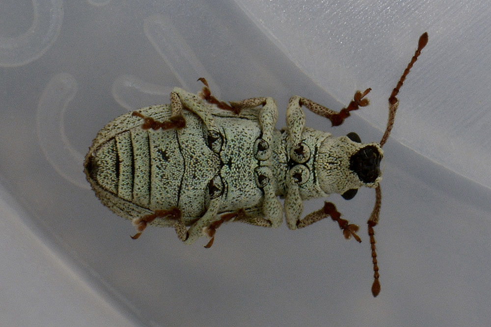 Pseudomyllocerus invreae - (Curculionidae)